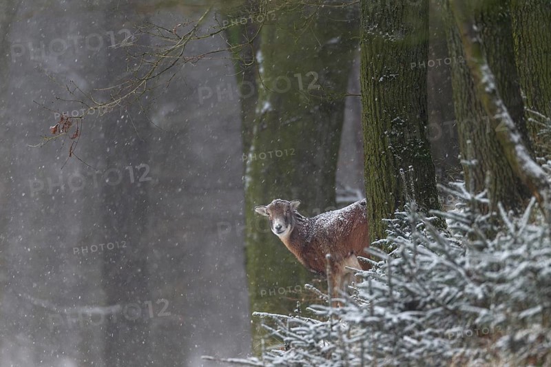 A female mouflon (Ovis gmelini) while it is snowing, snowfall, snowflakes, winter, Germany