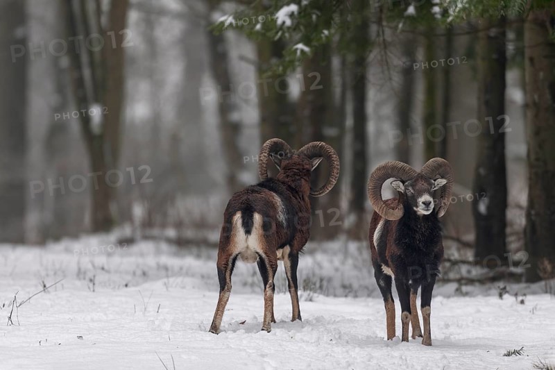 The European mouflon (Ovis gmelini) grows a thick undercoat in winter, which also protects these two rams from the cold, winter, snow, Germany