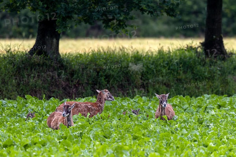 Ewes of the European mouflon (Ovis gmelini) in a beet field, the lambs are barely visible, offspring, rearing young, Germany