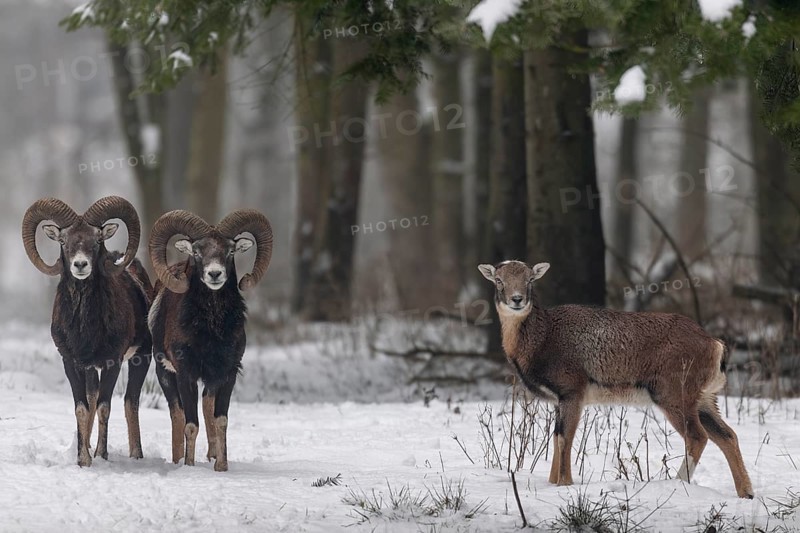 Unlike some deer species, the European mouflon (Ovis gmelini) does not live strictly separated by sex outside the mating season, rams and females often move around together, winter, snow, Germany