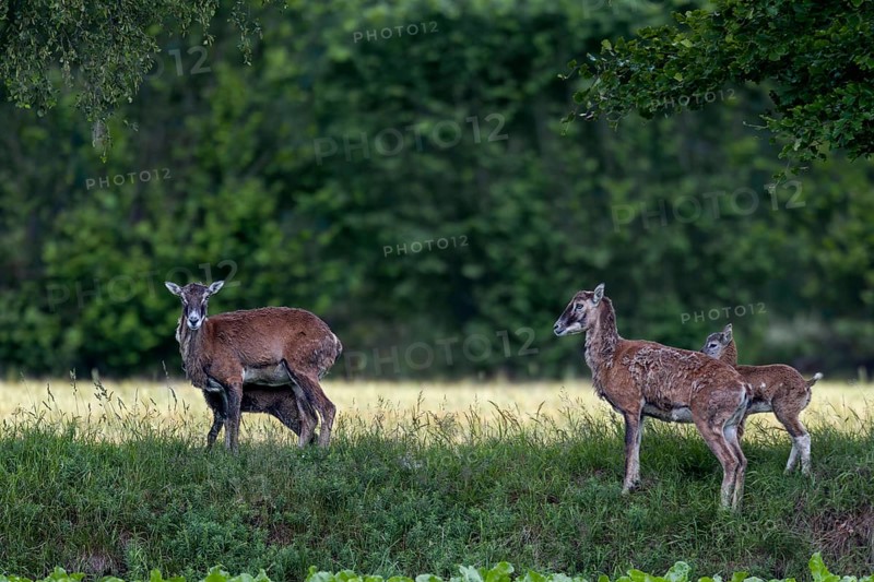The ewes of the European mouflon (Ovis gmelini) are very vigilant when they have lambs and rarely stay in one place for several days, offspring, rearing young, Germany