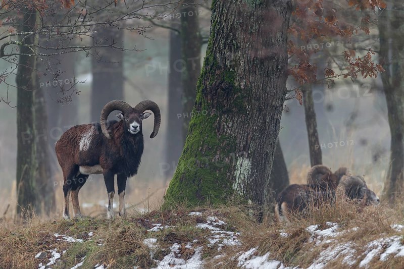 While a mouflon ram (Ovis gmelini) looks at me, the other members of the species retreat into the forest, winter, Germany