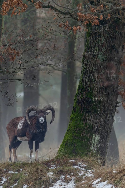 Mouflon ram (Ovis gmelini) next to a beautiful old oak tree, Winter, Germany