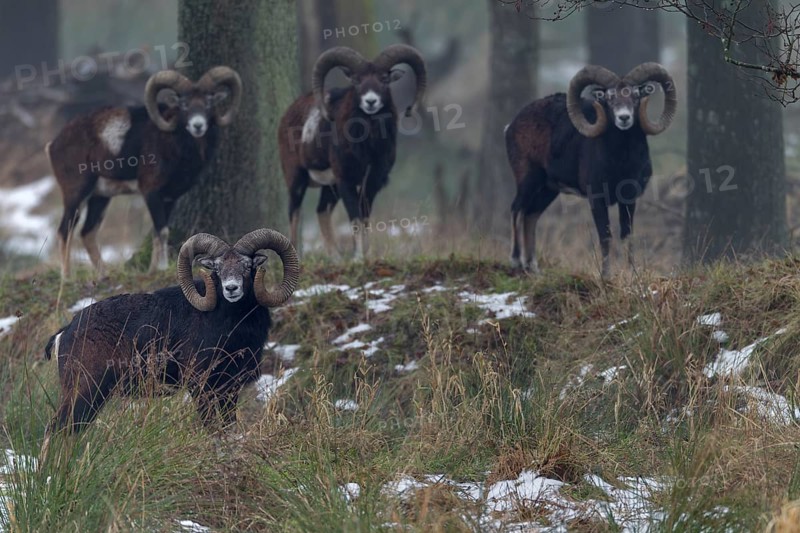 A group of European mouflon rams (Ovis gmelini) on a cloudy winter day, winter, Germany