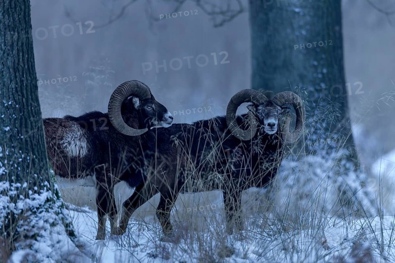 Mouflon ram (Ovis gmelini) in the late evening in the winter forest, winter, snow, Germany