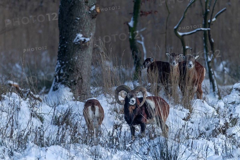 The mouflon ram (Ovis gmelini) continuously follows the female, although she shows no interest and the actual mating season is long over, winter, snow, Germany