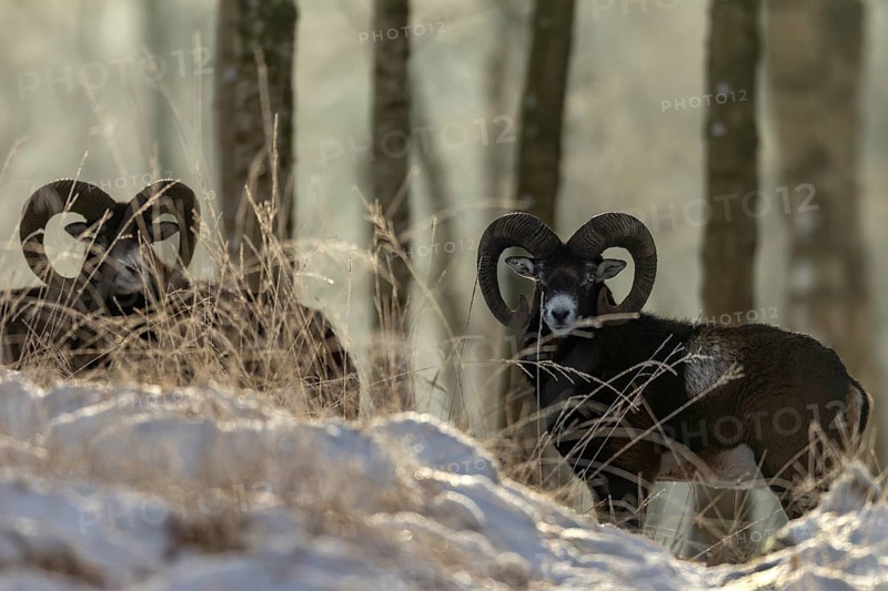 A group of mouflon rams (Ovis gmelini) in the winter forest, winter, snow, winter sun, Germany