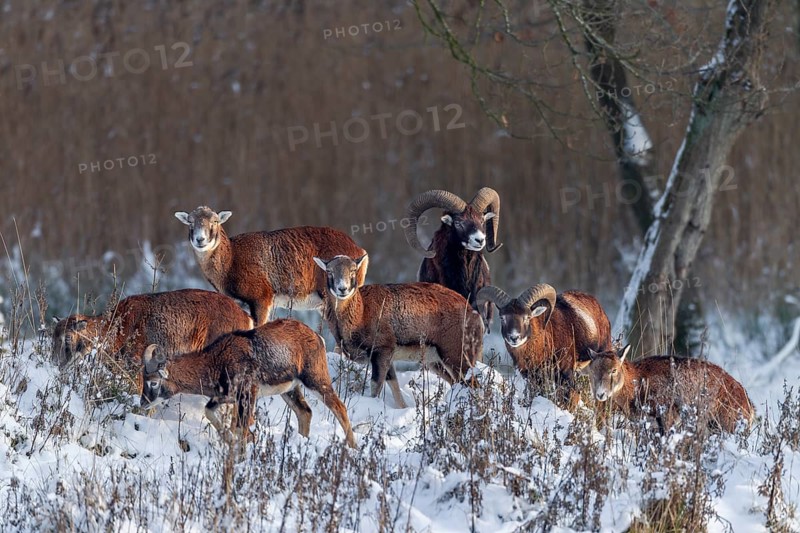 A herd of European mouflon (Ovis gmelini) in the last light of the winter sun, winter, snow, Germany