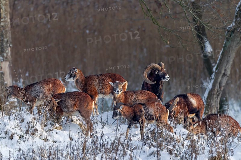 The last rays of the winter sun meet a pack of European mouflon (Ovis gmelini), winter, snow, Germany