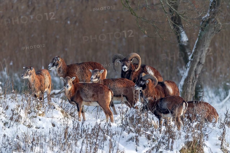 In the light of the evening sun, a pack of European mouflon (Ovis gmelini) searches for food at the edge of the forest, winter, snow, winter sun, Germany