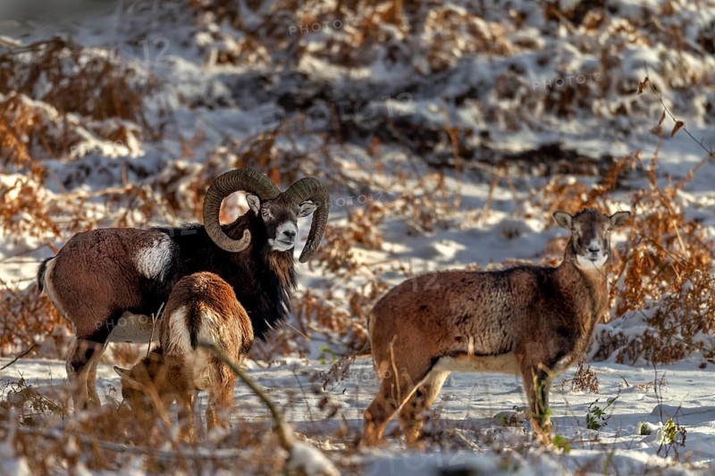 A mouflon ram (Ovis gmelini) with two females in the evening light in a snow-covered oak forest, winter, snow, winter sun, Germany