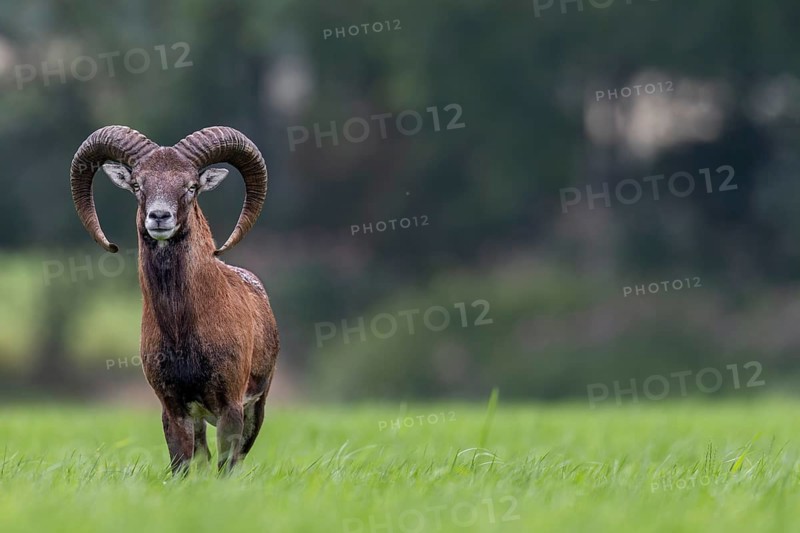 The mouflon ram (Ovis gmelini) has been watching me for almost 10 minutes and it clearly shows that if you are not immediately recognised as a human, the flight behaviour of shy wild animals changes, Germany