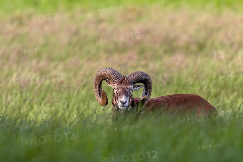 Mouflon ram (Ovis gmelini) in early summer on a forest meadow, Germany