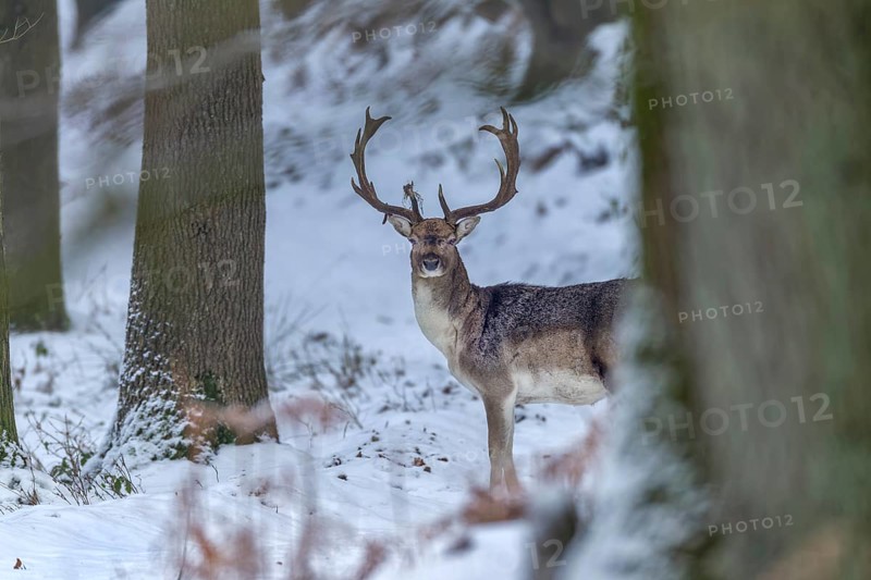 Fallow deer (Dama dama) in a wintery oak forest, winter, snow, Germany