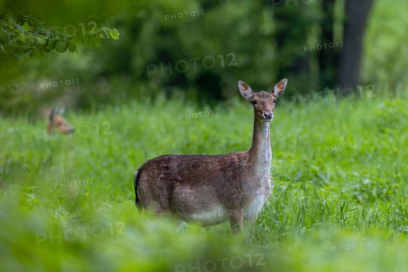The dama (Dama dama) gets a visit, in the background a roe deer (Capreolus capreolus) comes out of cover to graze, pregnant, birth, rearing of young, Germany
