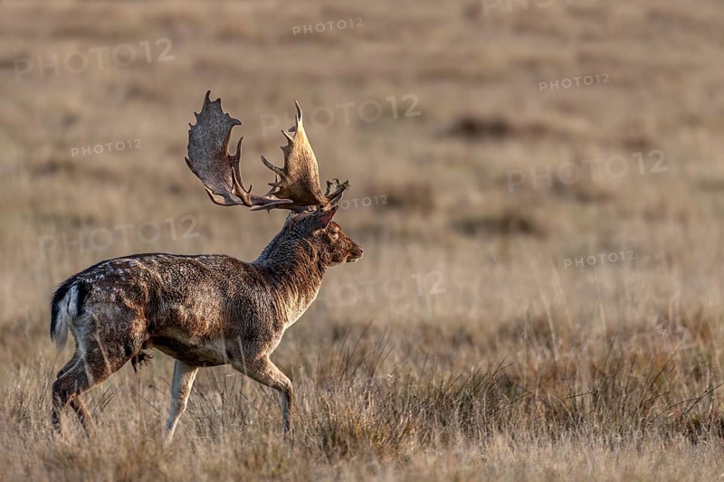 In the late morning a fallow deer (Dama dama) leaves the rut, rut, deer rut, mating season, Denmark