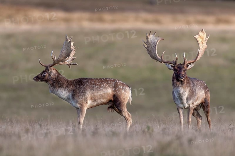 The fallow deer (Dama dama) seem to lose interest in each other, rut, deer rut, mating season, Denmark