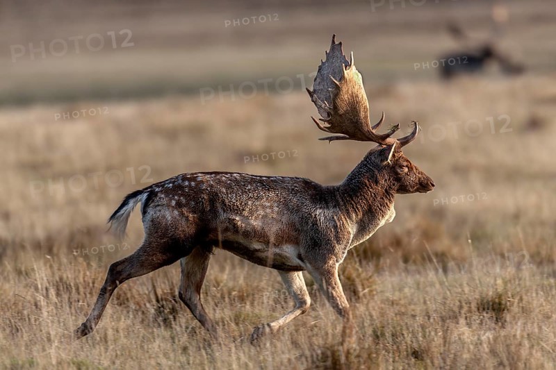 In the late morning, a fallow deer (Dama dama) leaves the rutting ground, rut, rutting season, Denmark