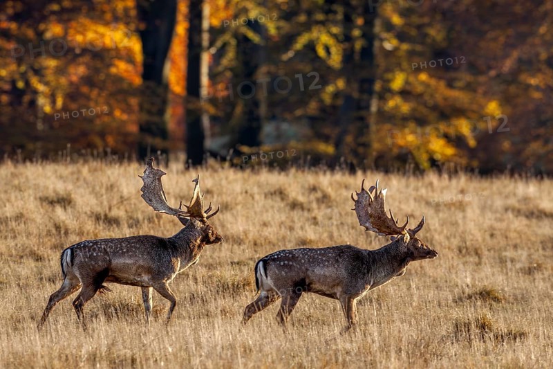 Two fallow deer (Dama dama) against the autumnal backdrop of a copper beech forest, rut, deer rut, mating season, Denmark