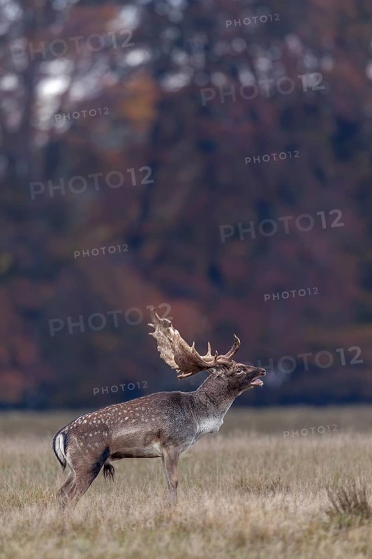 Slight respiratory mist forms in front of the hind's ear of the roaring fallow deer (Dama dama), rut, deer rut, mating season, Denmark