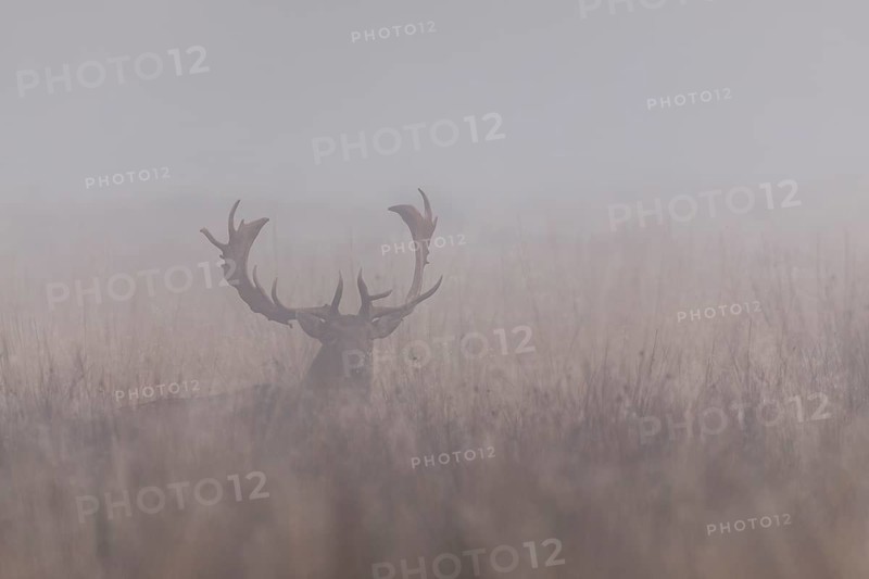 Fallow deer (Dama dama) in the morning mist, rut, deer rut, mating season, Denmark
