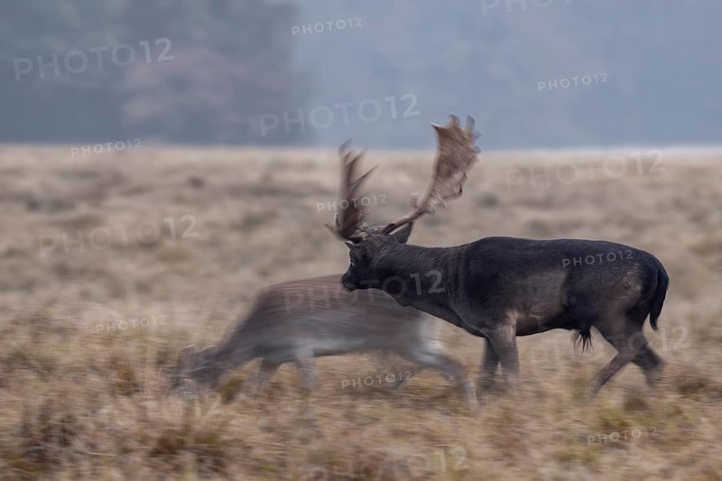 A fallow deer (Dama dama) has approached a black fallow deer and is received with interest, rut, deer rut, mating season, Denmark