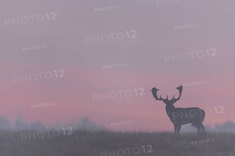 A fallow deer (Dama dama) against the red morning sky heralds a beautiful day, but a few minutes later the whole scene will be shrouded in mist, rutting, deer rutting, mating season, Denmark