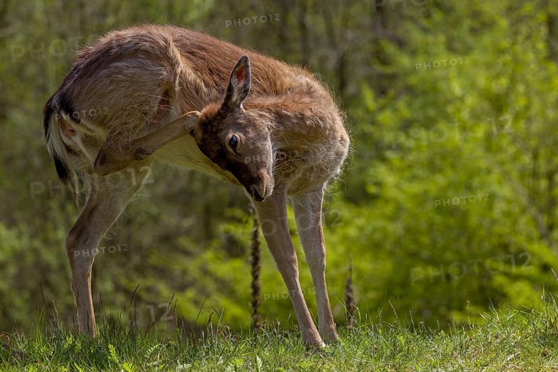On this day I could not have guessed that I would encounter the fallow deer calf (Dama dama) again on 9 November 2012 in a fallow deer enclosure about 3 km away, sad, sweet, cute, scratching, grooming, Germany