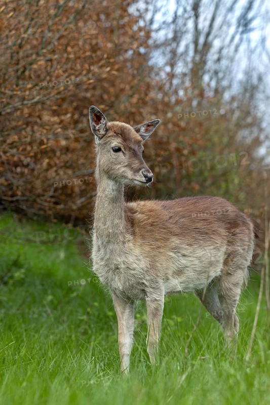 We can only hope that the familiar behaviour of the fallow deer calf (Dama dama) has no negative consequences, sad, sweet, cute, Germany