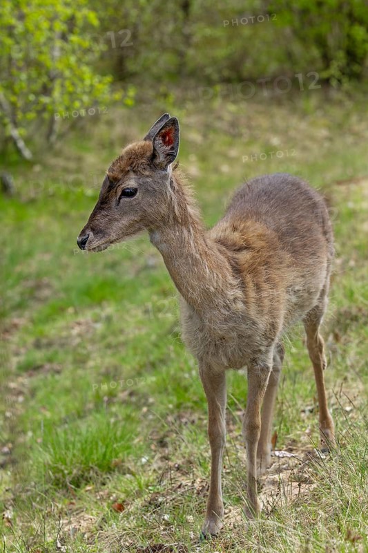 The fallow deer calf (Dama dama) survived the winter without its mother and we are growing hopeful that the young deer will find its way to a fallow deer enclosure about 3 kilometres away, sad, sweet, cute, Germany