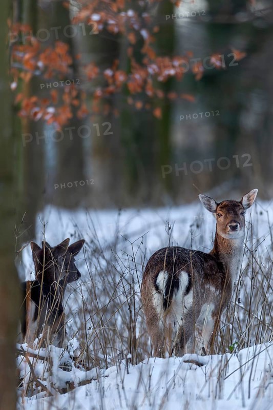 A dama (Dama dama) peers attentively out of the snowy forest, winter, snow, Germany