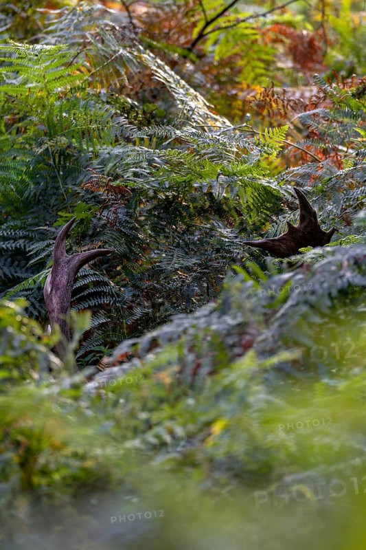 The fallow deer (Dama dama) stands motionless in the man-high bracken and only with a lot of practice will you discover the antlers, Feistzeit, Germany