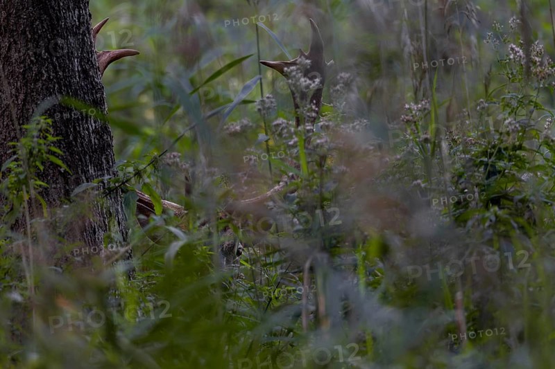 As dusk falls, the fallow deer (Dama dama) becomes active and observes its surroundings from cover before coming out of the thicket to graze, Feistzeit, Germany