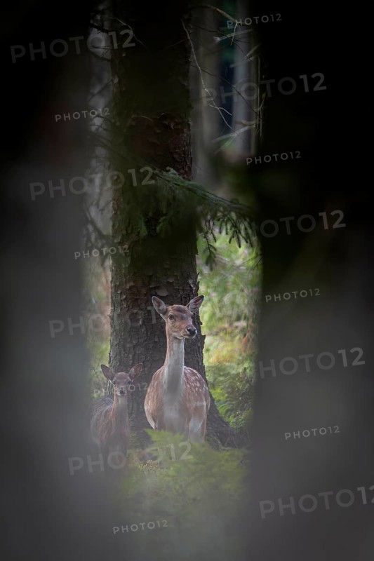 Half an hour to an hour after birth, the fallow deer calf (Dama dama) is suckled by its mother for the first time, Germany