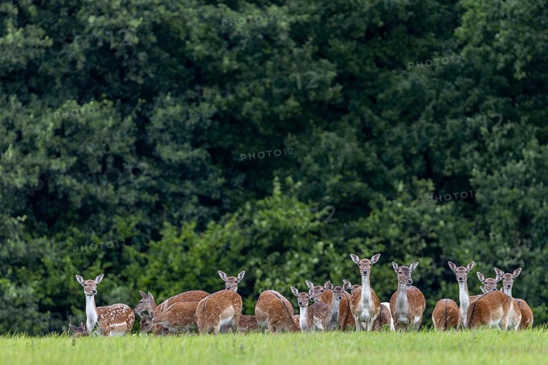 A herd of fallow deer (Dama dama) with calves grazing in a meadow, fallow deer herd, Germany