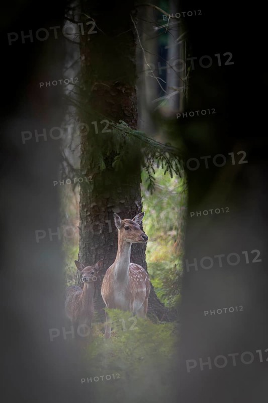 After birth, the calf is licked dry by the dama dama, which creates a close bond between mother and calf, Germany