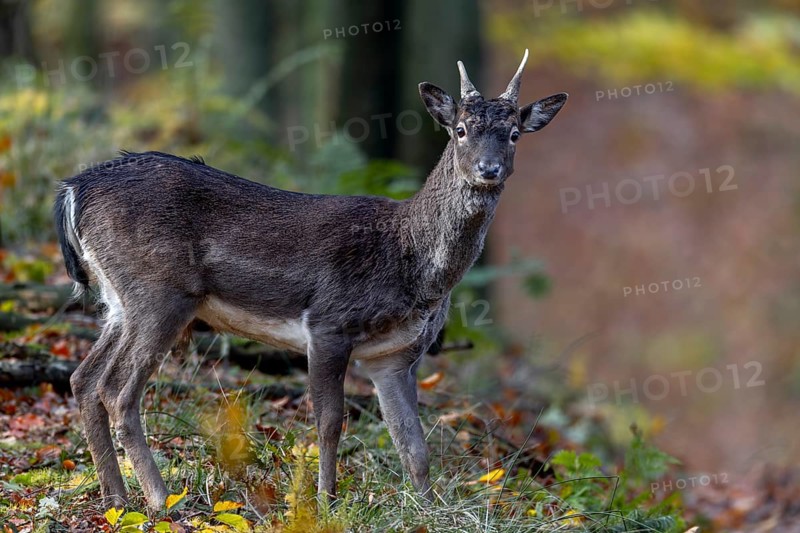 A fallow deer spike (Dama dama) on the way to the main rutting ground, rutting, deer rutting, mating season, Germany