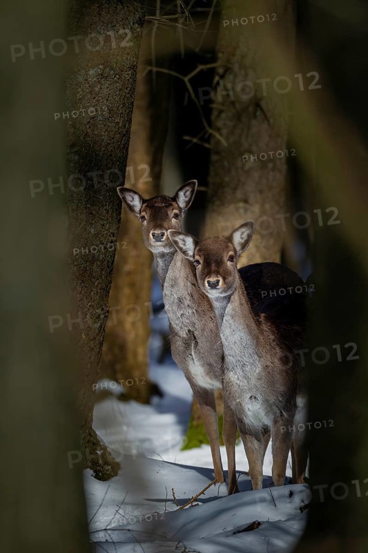 Two damas (Dama dama) are looking attentively out of the wintry spruce forest, winter, snow, Germany