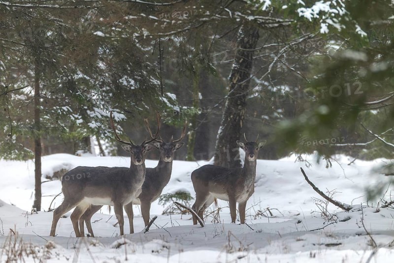 A group of fallow deer (Dama dama) in the winter forest, winter, snow, Germany