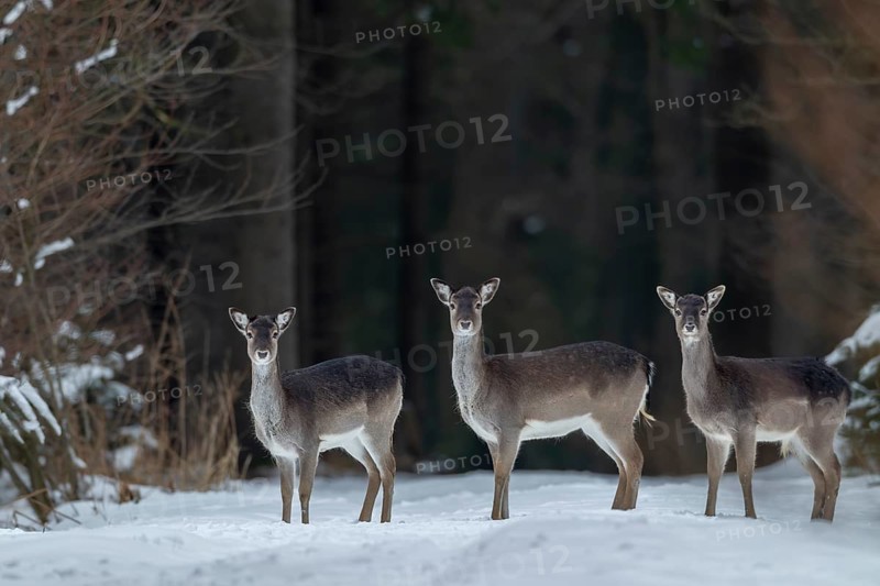 Fallow deer (Dama dama) and fallow deer calf on a snow-covered forest aisle, winter, snow, Germany