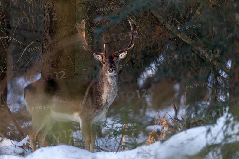 The last rays of the winter sun hit a fallow deer (Dama dama) in the winter forest, winter, snow, Germany