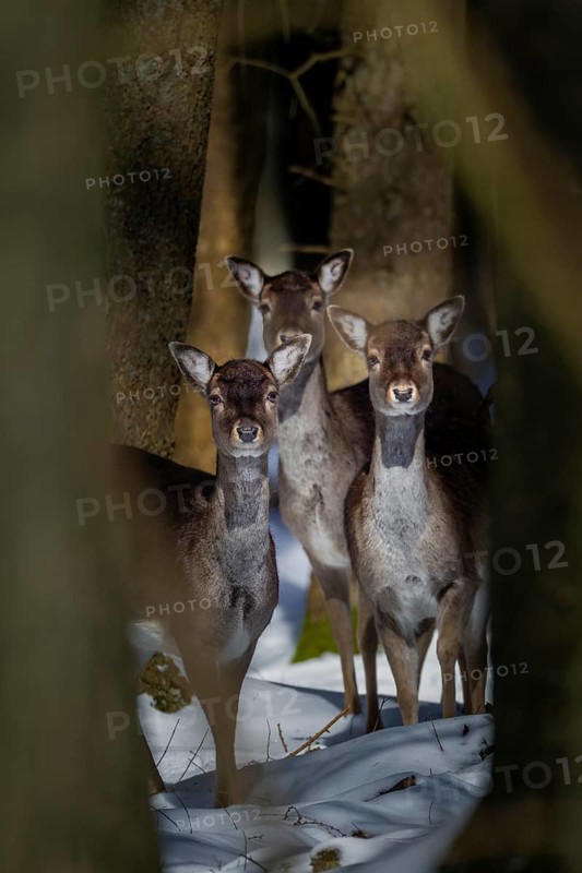 Three damas (Dama dama) are looking attentively out of the wintry spruce forest, winter, snow, Germany