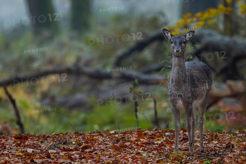 On 9 November 2012, I meet the fallow deer calf (Dama dama) adopted by a herd of cows in 2011 for the last time in a nearby fallow deer enclosure, the calf has now become a fallow deer and has also found a pack connection, Germany