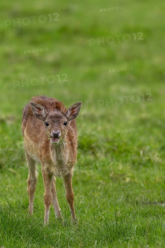 This fallow deer calf (Dama dama) has lost its mother and joined a small herd of adult cows, sad, sweet, cute, Germany