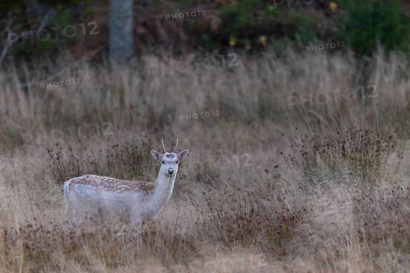 A Swedish fallow deer (Dama dama) enters a forest clearing in the evening, Sweden