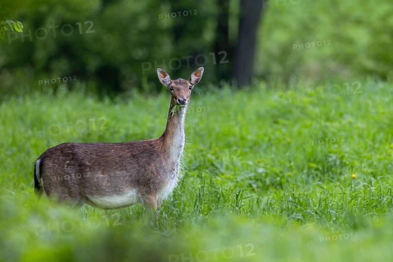 In a few days, the heavily pregnant dama (Dama dama) will give birth to a calf, pregnant, birth, rearing young, Germany