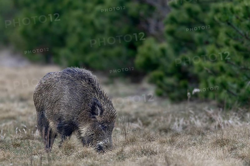 Wild boar (Sus scrofa) foraging, Germany