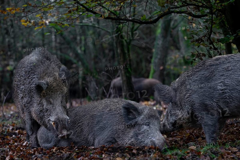 It is mating season for wild boar (Sus scrofa) and the boar dares to make an approach to a resting female, mating season, Germany
