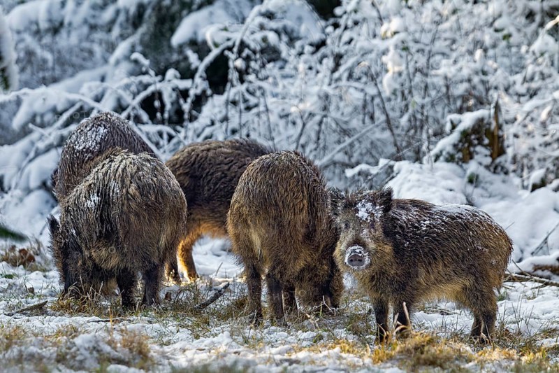 A herd of wild boar (Sus scrofa) searches for food in a forest aisle in winter, snow, winter forest, Germany