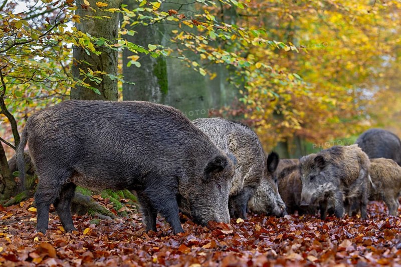 In this wild boar herd (Sus scrofa), a few bucks, their young and a boar are looking for food together, autumn, Germany